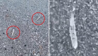 Florida 'jumping sticks' baffle beachgoers along Space Coast