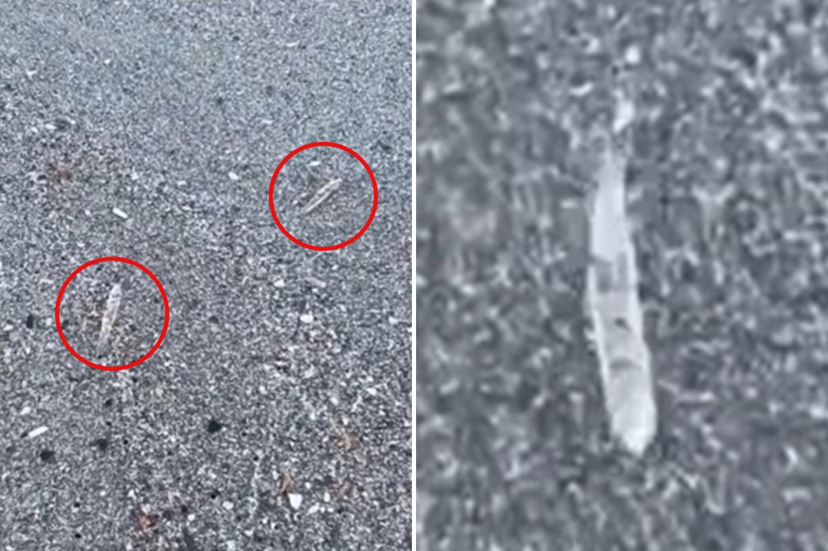 Florida 'jumping sticks' baffle beachgoers along Space Coast