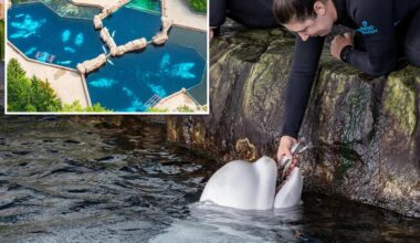 23-year-old beluga whale dies at Chicago aquarium days after rescue effort from shuttered Canada park