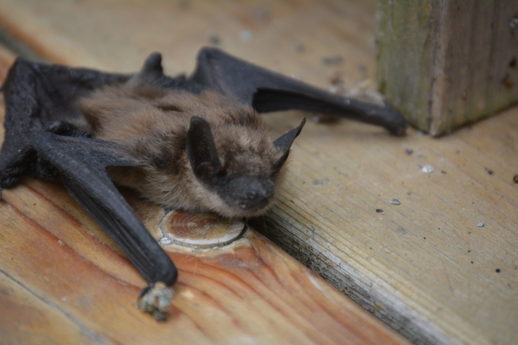 A brown bat with its wings out