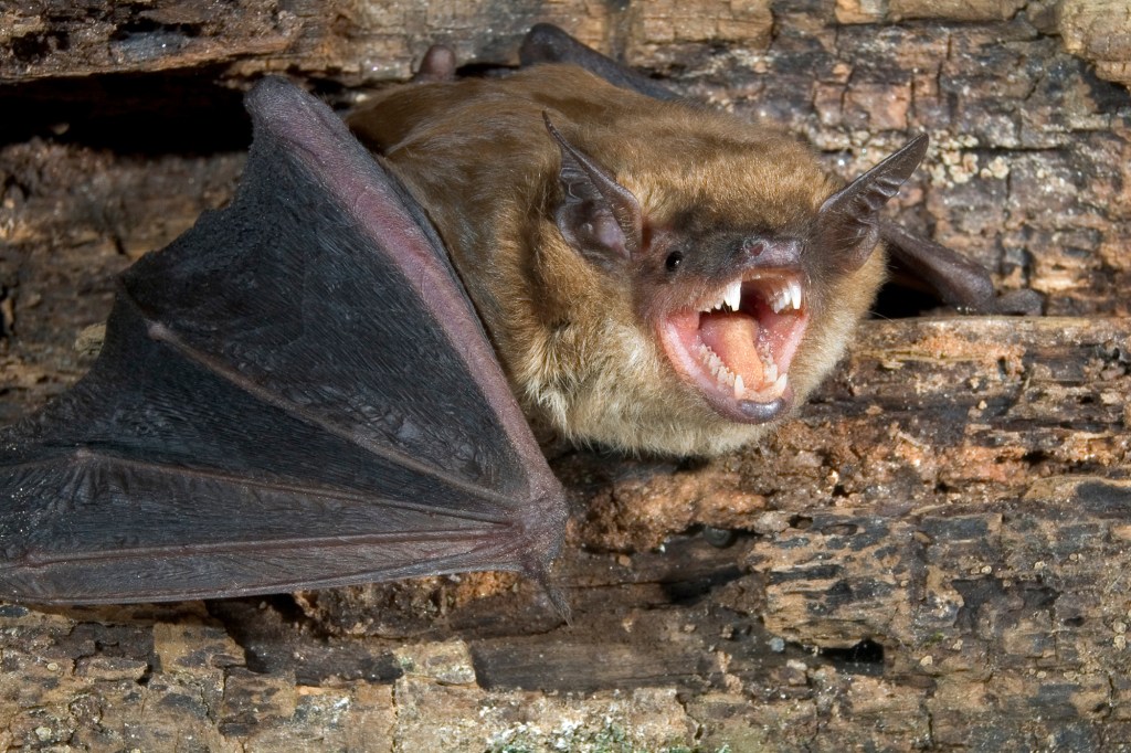 A brown bat that looks like it's hissing at the camera