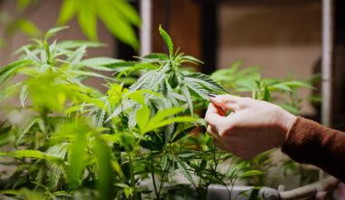 How People Consume Cannabis May Signal Risk for Heavy Use and Addiction