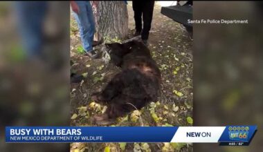 Reports suggest the NM DOW is euthanizing bears that have migrated into neighborhoods an relocating others