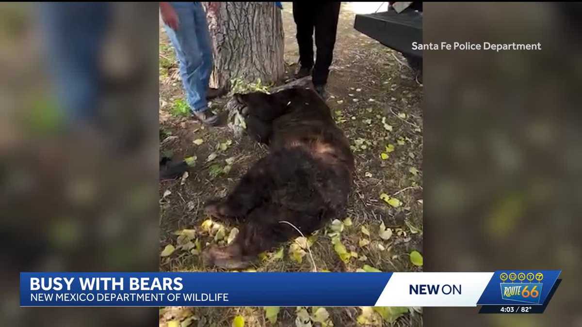 Reports suggest the NM DOW is euthanizing bears that have migrated into neighborhoods an relocating others