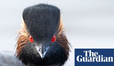 ‘Nature thrives when given a chance’: restored Cheshire wetland now a haven for rare grebe | Birds