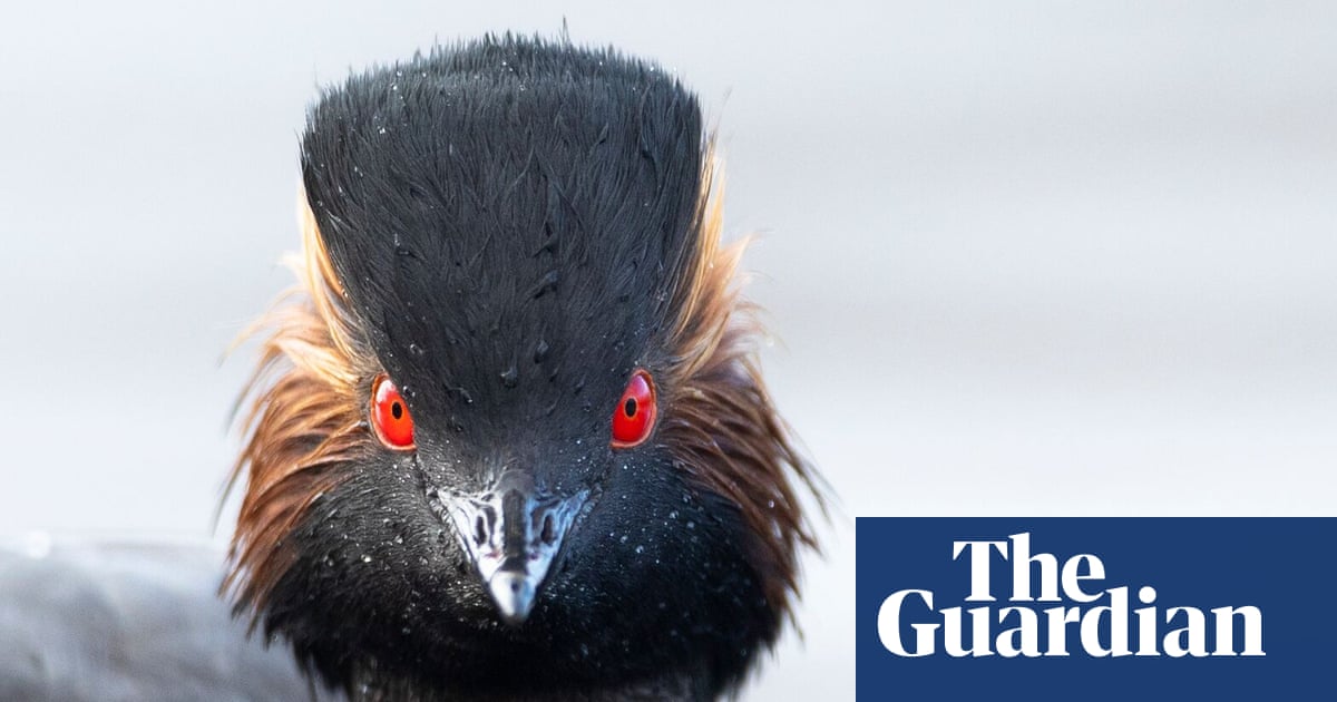 ‘Nature thrives when given a chance’: restored Cheshire wetland now a haven for rare grebe | Birds