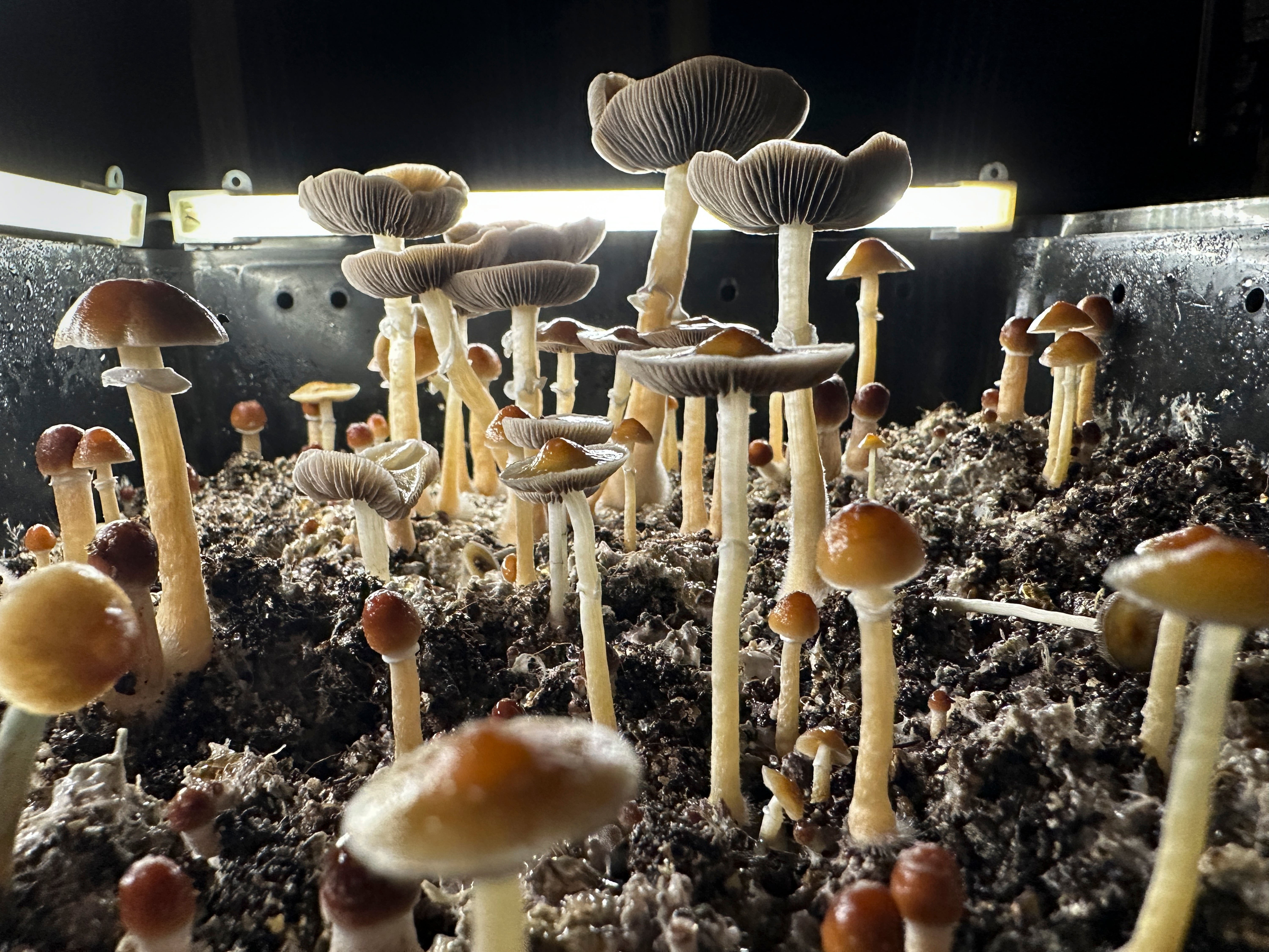 Psilocybin mushrooms stand ready for harvest in a humidified ‘fruiting chamber’ in the basement of a private home on July 28, 2023 in Fairfield County, Connecticut