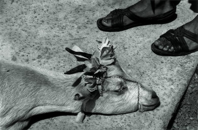 A goat with flowers on its head lies on the ground next to a person’s sandaled feet on a concrete surface.