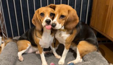 People With Dog Allergies Can Snuggle Up to These 2 Beagles