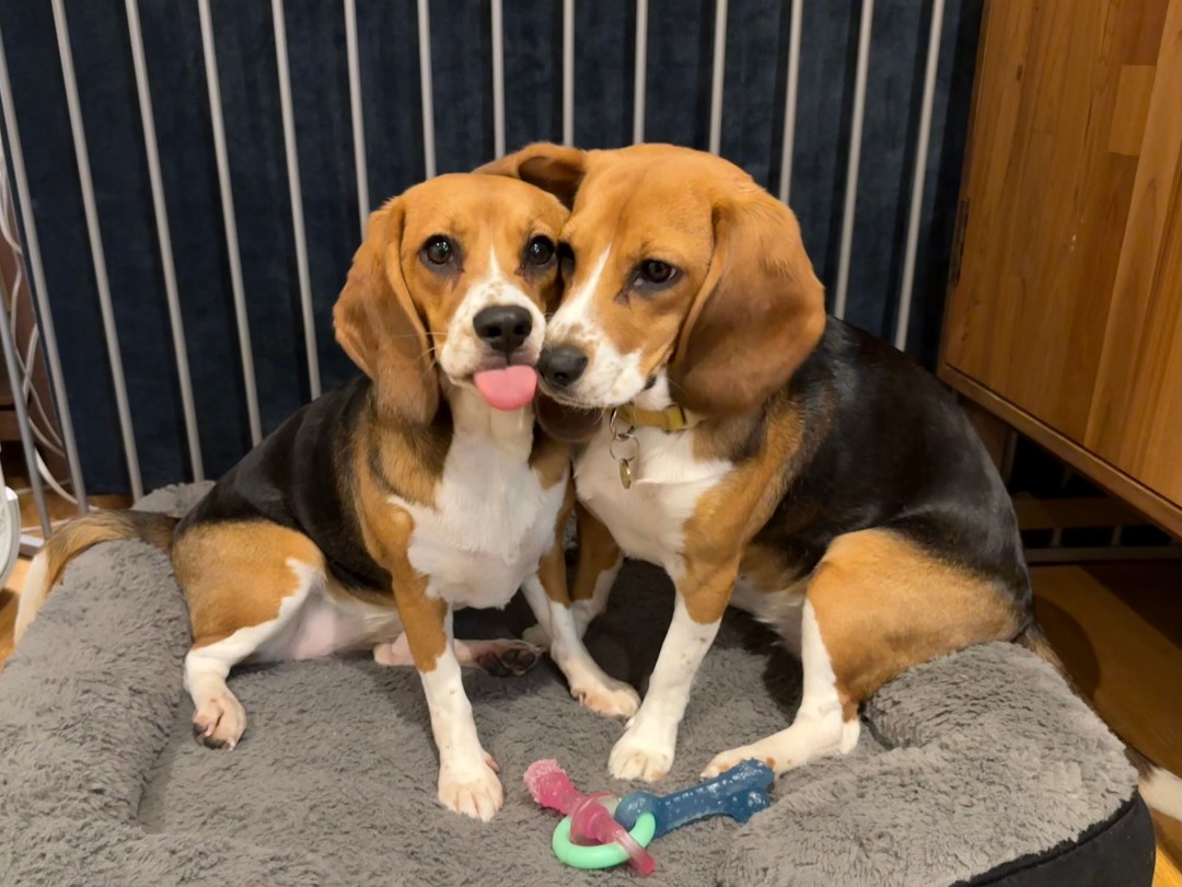 People With Dog Allergies Can Snuggle Up to These 2 Beagles
