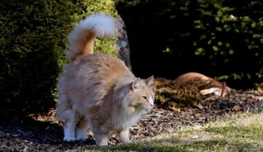 Scientists Find Hidden Messages in Cat Pee