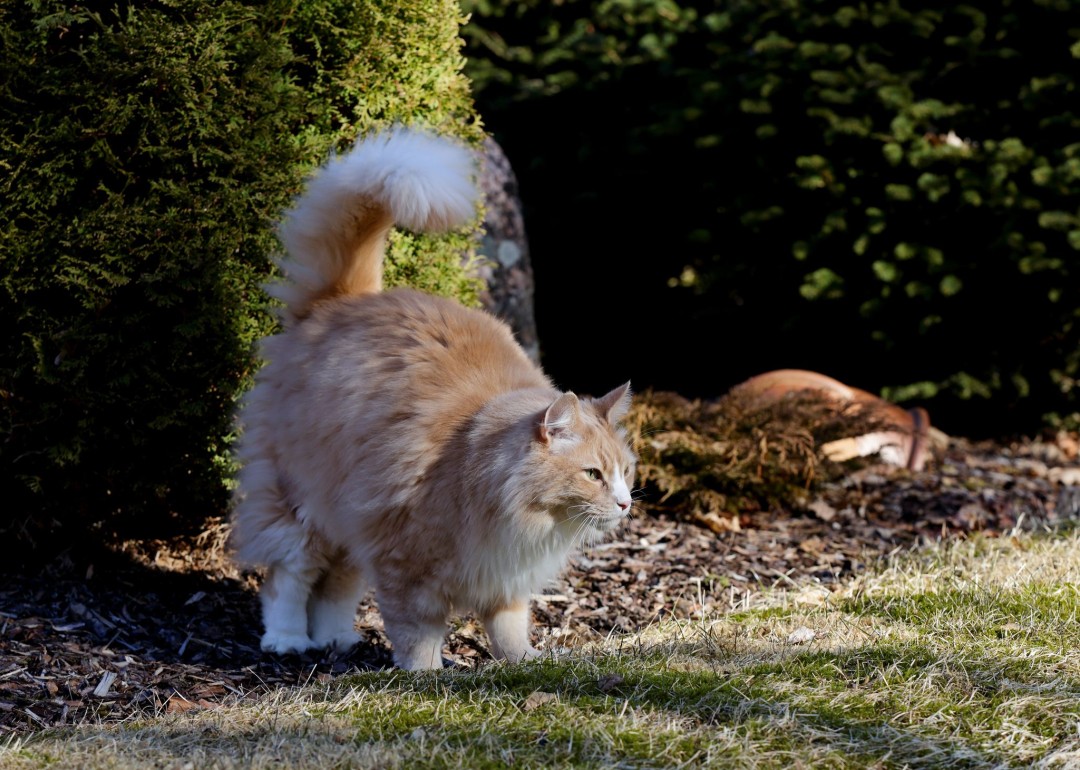 Scientists Find Hidden Messages in Cat Pee