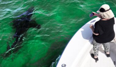 In Maine, It's the Summer of Sharks