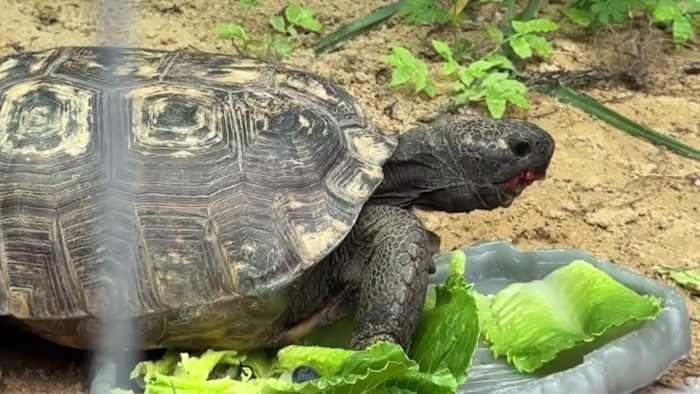 Nearly 7,000 gopher tortoises moved in 5 years across Lake, Orange counties. Where did they go?