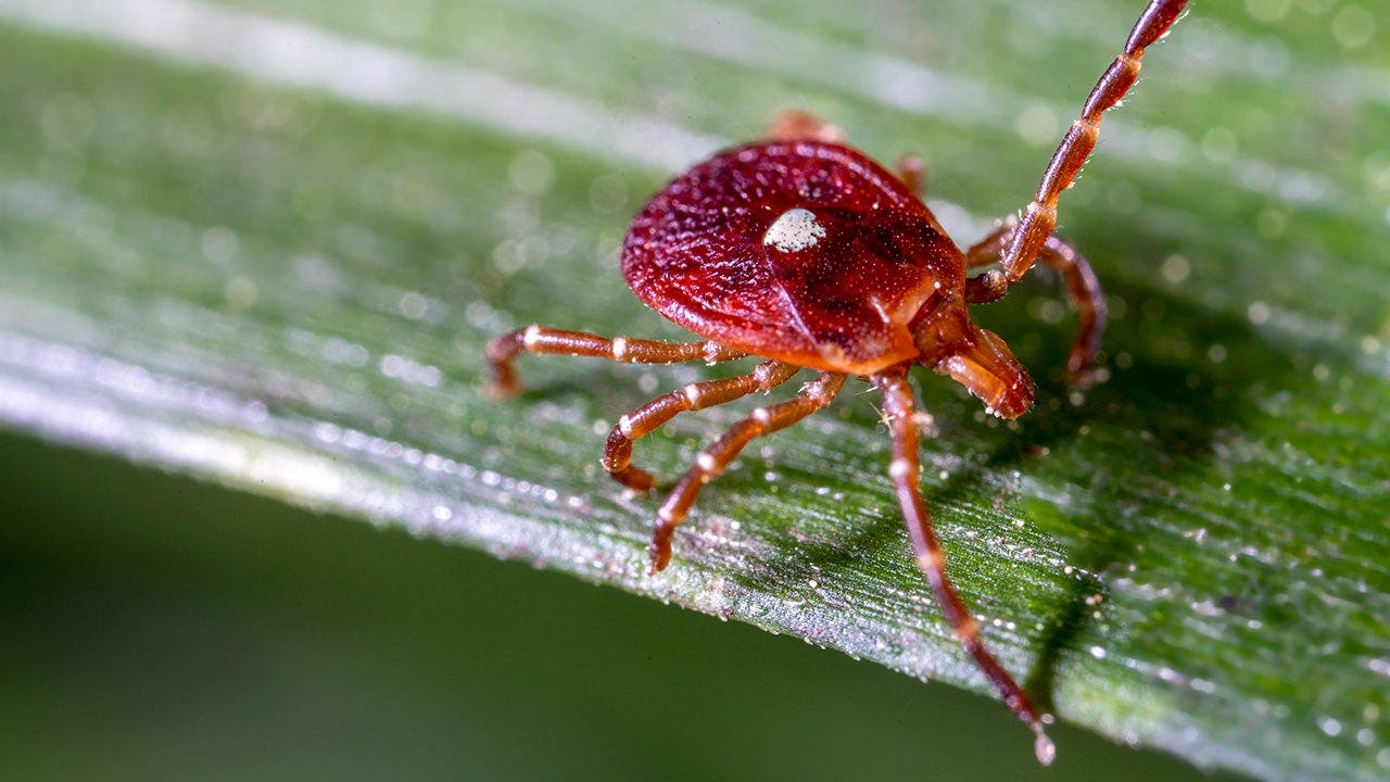Bourbon virus confirmed in New York amid growing underdiagnosis concerns