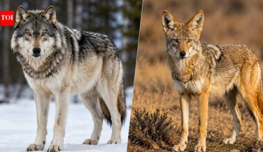 Wolf vs coyote: Size, behaviour, habitat and the surprising differences between them |