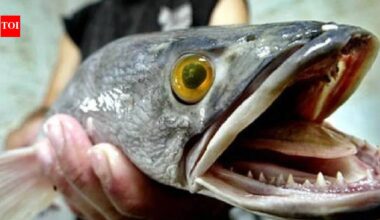 In 2002, snakehead fish appeared in a Maryland pond: The discovery sparked nationwide concern in the US |