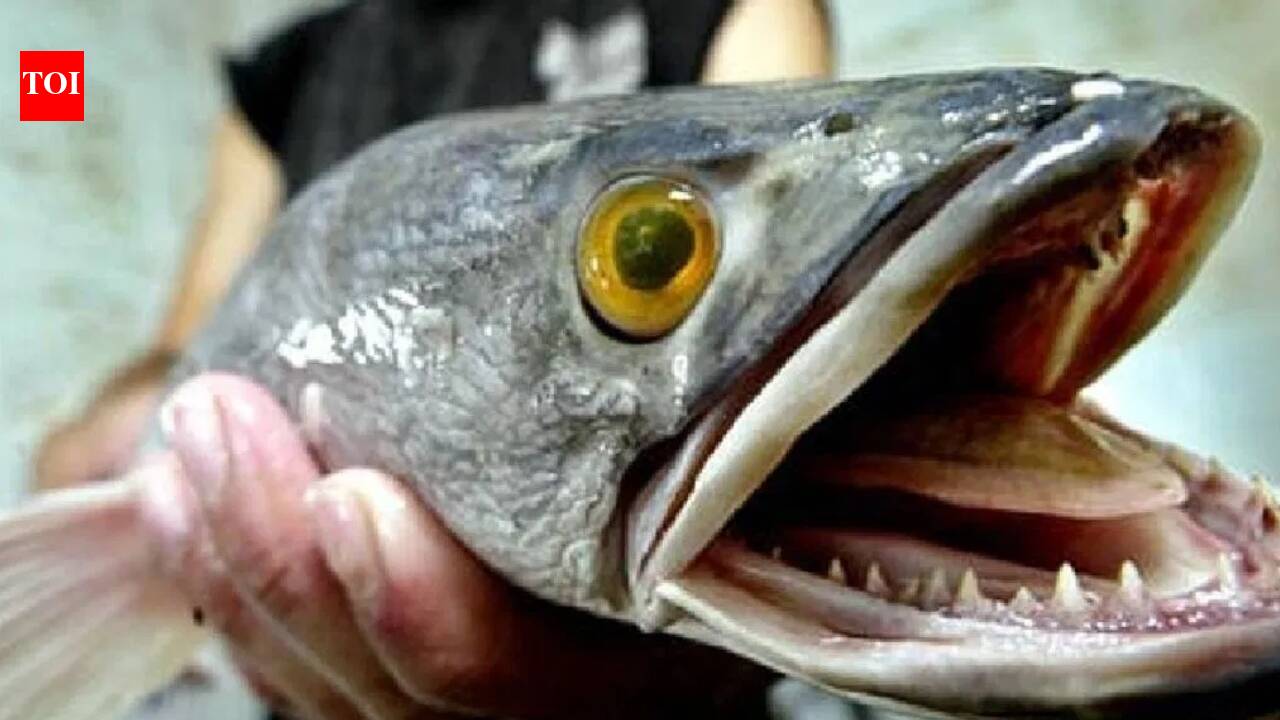In 2002, snakehead fish appeared in a Maryland pond: The discovery sparked nationwide concern in the US |