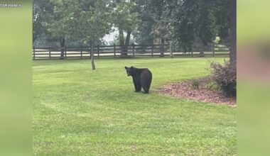 Black bear spotted roaming Shelby County neighborhoods