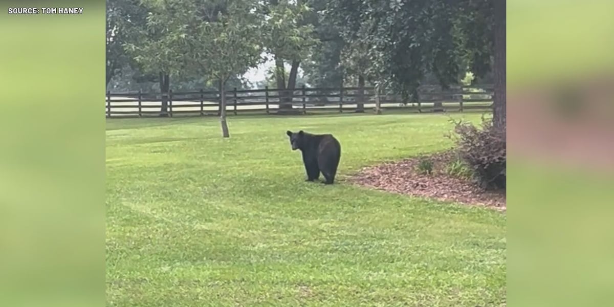 Black bear spotted roaming Shelby County neighborhoods