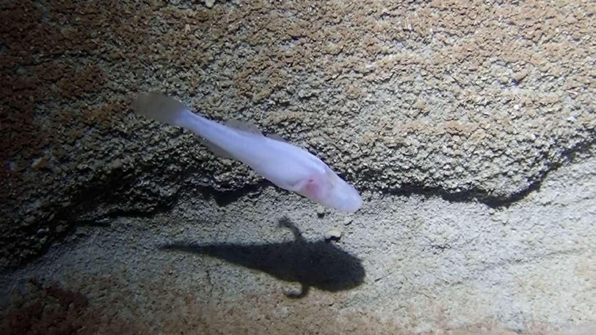 Scientists believe newly discovered demon cavefish may be among the rarest fish in the world