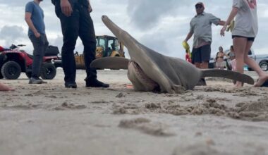 Hammerhead shark found dead on Carolina Beach