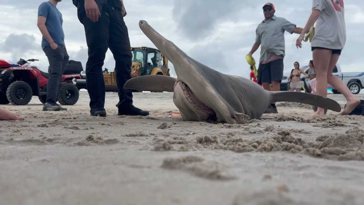 Hammerhead shark found dead on Carolina Beach