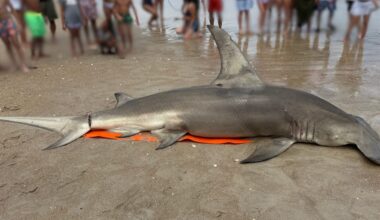 See it: 14-foot great hammerhead shark washes ashore in North Carolina
