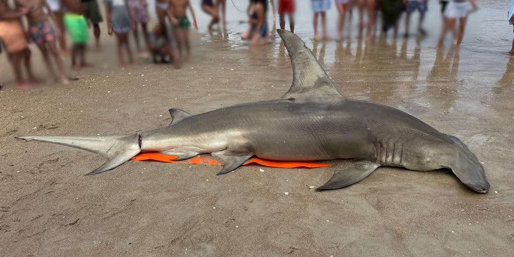 See it: 14-foot great hammerhead shark washes ashore in North Carolina