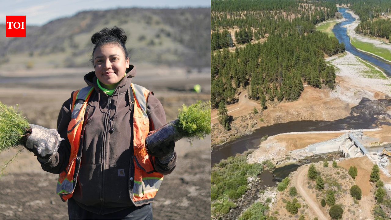 After America's largest dam removal, the Yurok Tribe is bringing an entire river back to life by planting millions of native seeds |