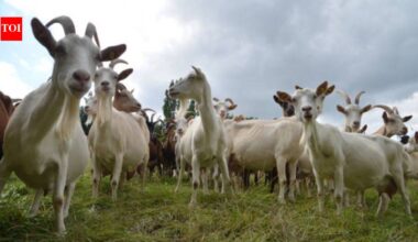 Experts used 'Judas goats' to hunt down their own kind, eliminating over 140,000 invasive goats in a $10.5 million mission to save the Galapagos' native wildlife