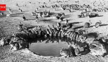 In 1986, Australia eradicated rabbits from an island stripped bare by 150 years of grazing; native vegetation and seabird habitat are returning
