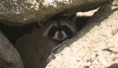7 raccoon bites in two weeks — Galveston officials warn visitors to stop feeding wildlife