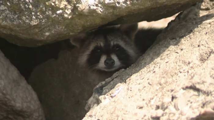 7 raccoon bites in two weeks — Galveston officials warn visitors to stop feeding wildlife