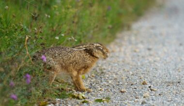 4th case of 'rabbit fever' reported in New York. Here's what to know