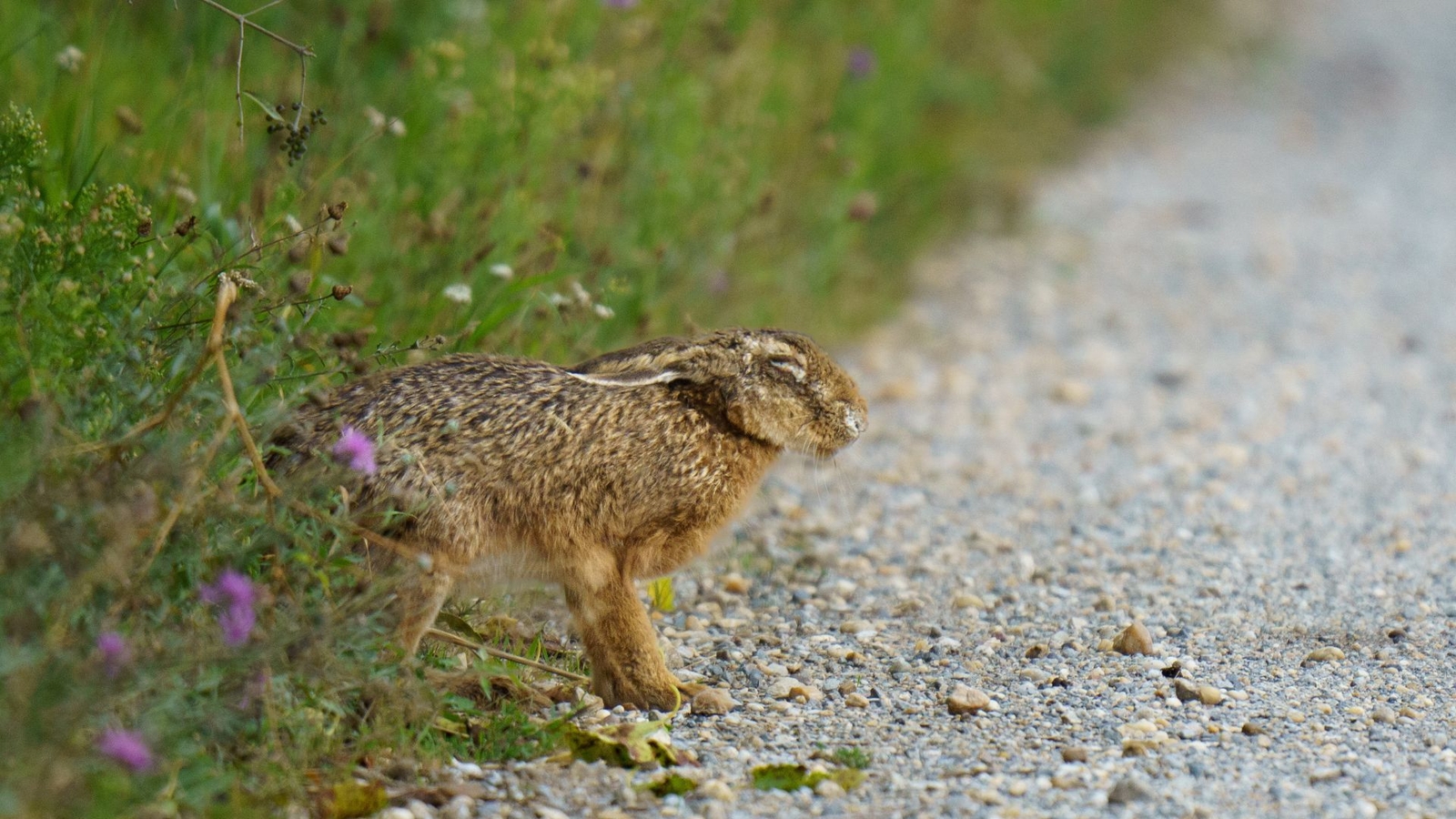 4th case of 'rabbit fever' reported in New York. Here's what to know