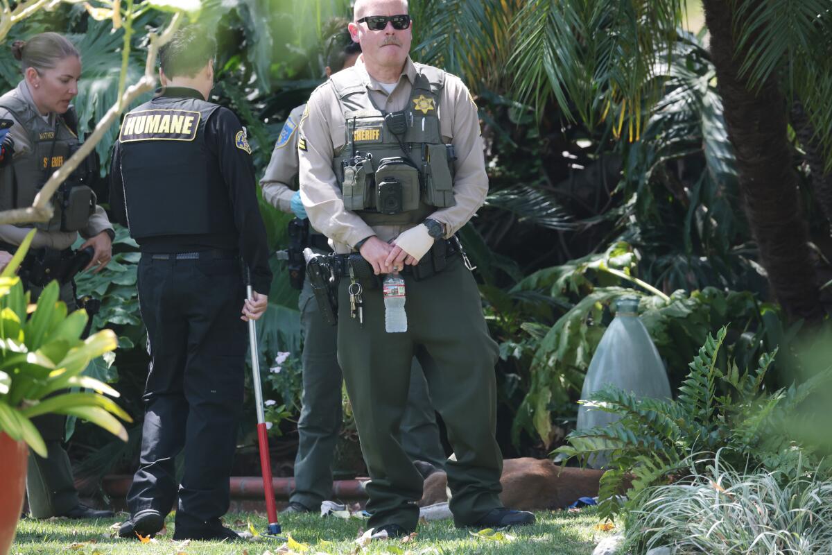 A mountain lion is prepped for transport after being tranquilized in a San Dimas neighborhood on Friday.