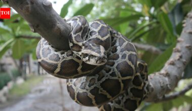 In 2026, Burmese Pythons are not Florida’s only invasive predator, other animals putting native wildlife under growing pressure |