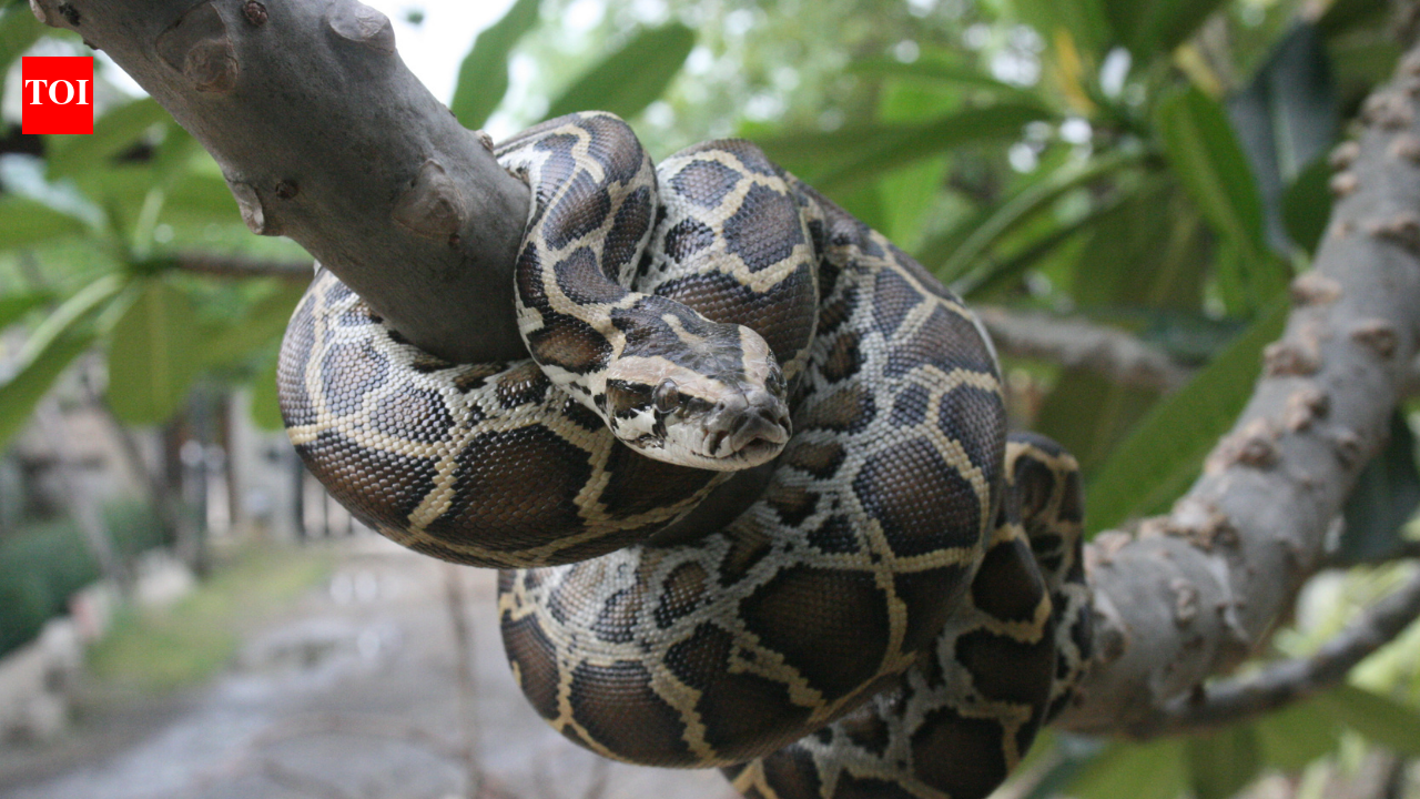 In 2026, Burmese Pythons are not Florida’s only invasive predator, other animals putting native wildlife under growing pressure |