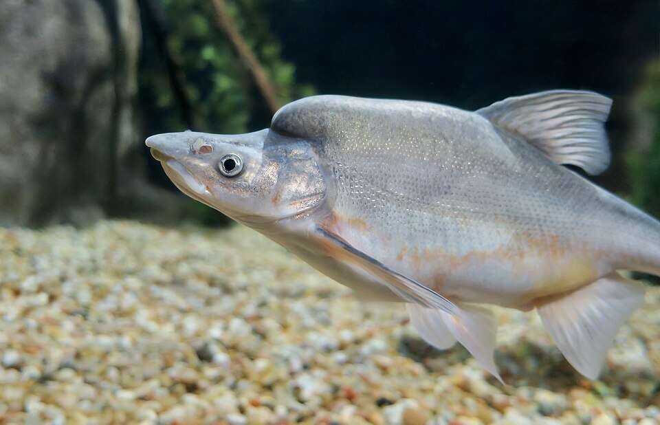 Named for the fleshy hump behind its head, the humpback chub evolved to survive fast, turbulent water. Image Credits: Wikimedia Commons Image