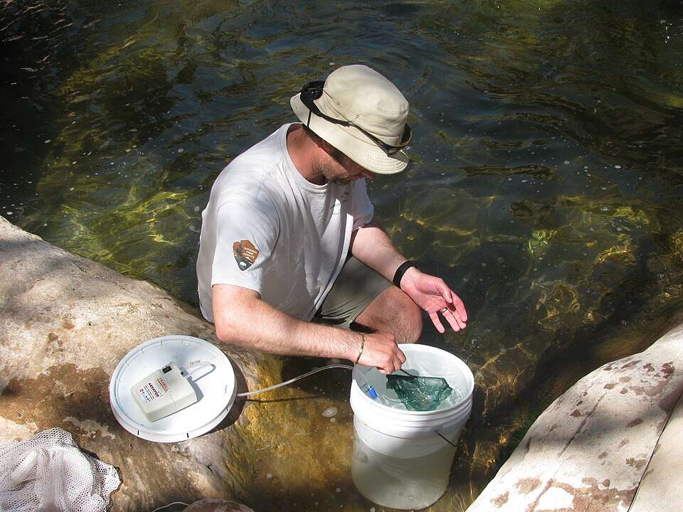 Biologists release juvenile humpback chub into Shinumo Creek, a Colorado River tributary in Grand Canyon National Park, as part of a separate translocation effort to establish new breeding populations. Image Credits: Wikimedia Commons Image
