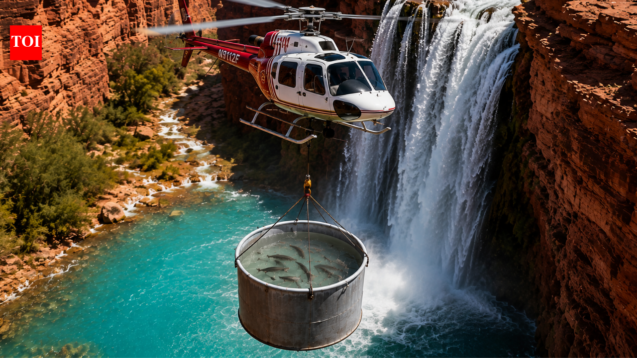 Beginning in 2003, Arizona biologists flew endangered humpback chub in a 55-gallon drum beneath a helicopter, moving them above a waterfall to warmer habitat beyond non-native trout | World News