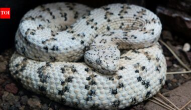 Florida Python Challenge 2026: How one hunter removed 96 Burmese pythons from the Everglades in 10 days | World News