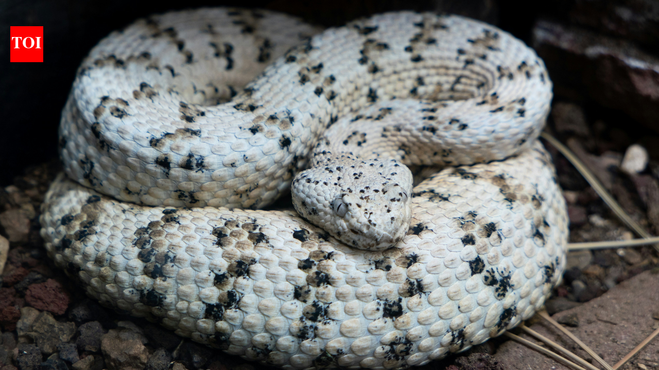 Florida Python Challenge 2026: How one hunter removed 96 Burmese pythons from the Everglades in 10 days | World News