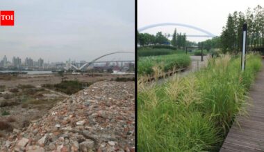 In 2010, Shanghai turned a polluted industrial brownfield into Houtan Park; its wetlands now clean up to 634,000 gallons of river water a day