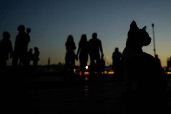 A cat sits on a street in the late afternoon at Karakoy district in Istanbul, Turkey, Wednesday, June 24, 2026. (AP Photo/Emrah Gurel)