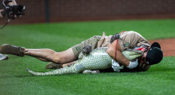 Former Seattle Mariners pitcher Ryan Rowland-Smith wrestles an inflatable crocodile during a homerun derby after a baseball game, Friday, Aug. 7, 2026, in Seattle. (AP Photo/Stephen Brashear)