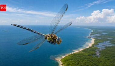 In 2016, Biologists at Rutgers University discovered that the globe skimmer dragonfly is the world's longest-distance flying insect