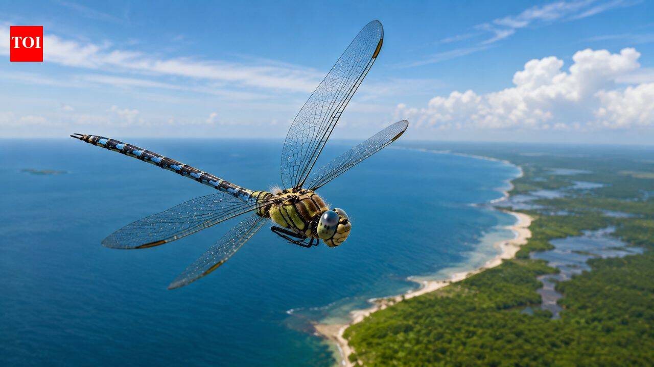 In 2016, Biologists at Rutgers University discovered that the globe skimmer dragonfly is the world's longest-distance flying insect