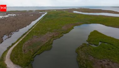A $13.5 million Maryland project turned dredged sand, silt and shell into roughly 70 acres of wetland habitat for threatened marsh birds